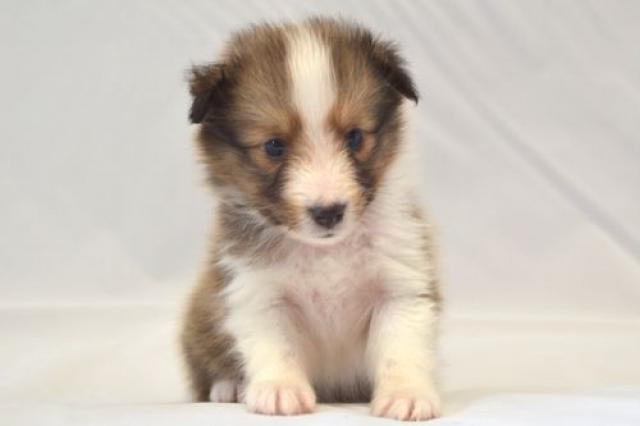 シェットランドシープドッグ