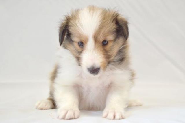 シェットランドシープドッグ