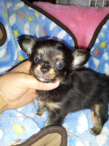 チワワ(ロングコート)