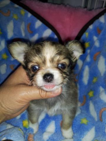 チワワ(ロングコート)