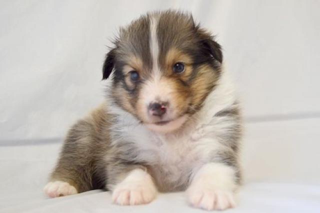 シェットランドシープドッグ