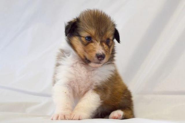 シェットランドシープドッグ