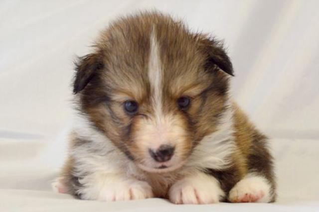 シェットランドシープドッグ