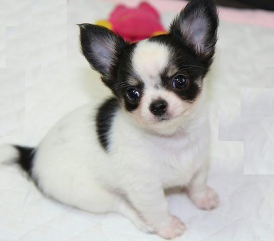 チワワ(ロングコート)