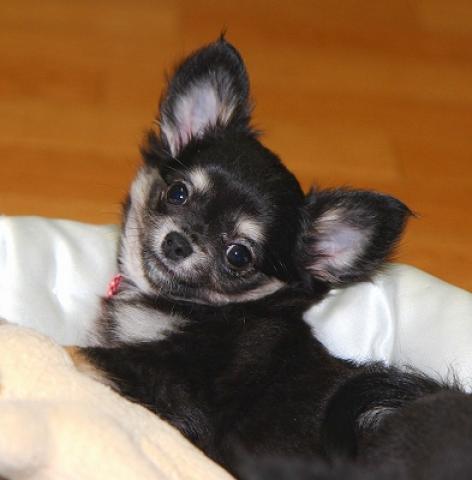 チワワ(ロングコート)