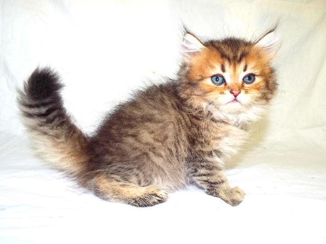 ペルシャ・ヒマラヤン