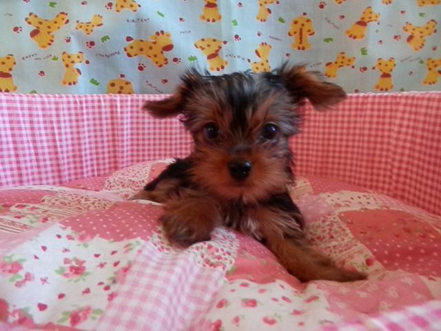 ヨークシャーテリア