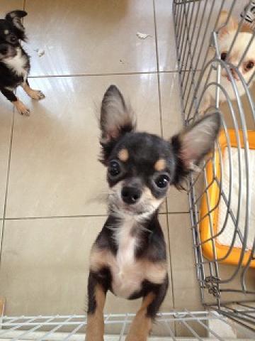 チワワ（ロングコート）