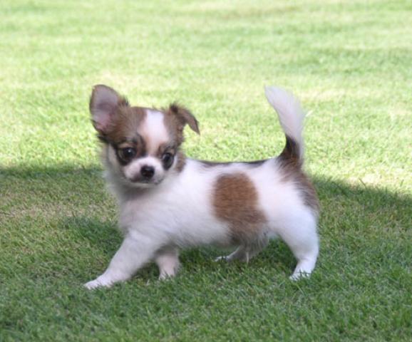 チワワ（ロングコート）