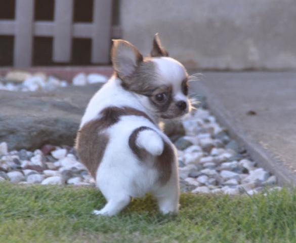 チワワ（ロングコート）