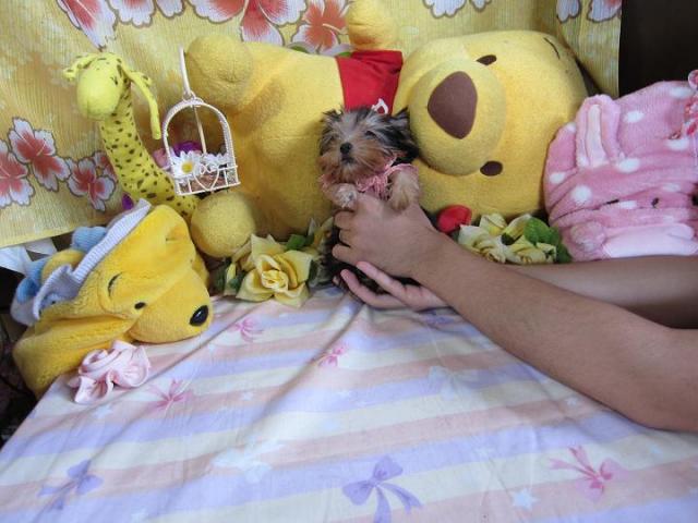 ヨークシャーテリア