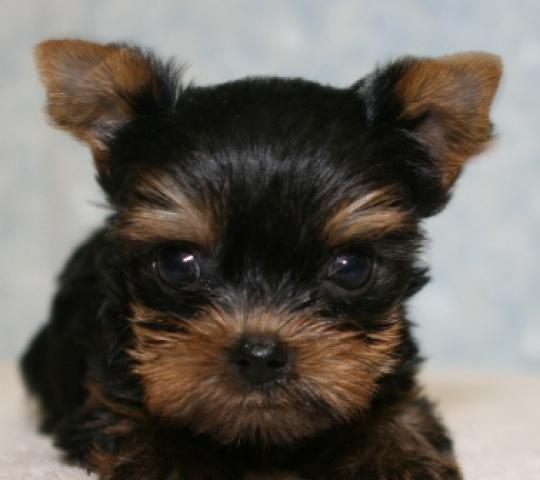 ヨークシャーテリア