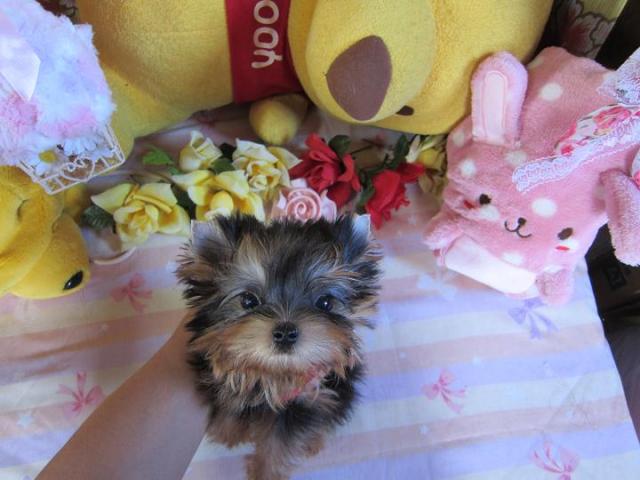 ヨークシャーテリア