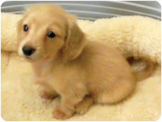 カニンヘンダックスフンド