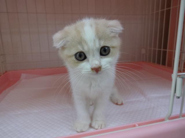 スコティッシュフォールド