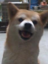 ペットショップ どうぶつ村