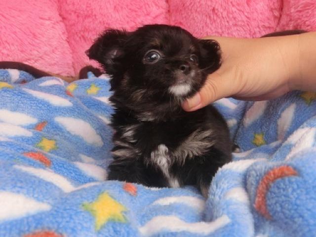 チワワ（ロングコート）