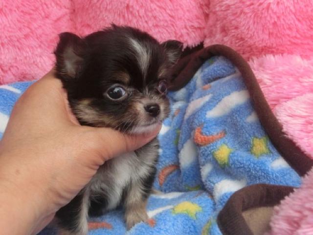 チワワ(ロングコート)