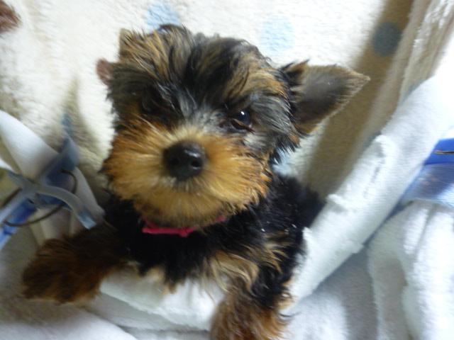 ヨークシャーテリア