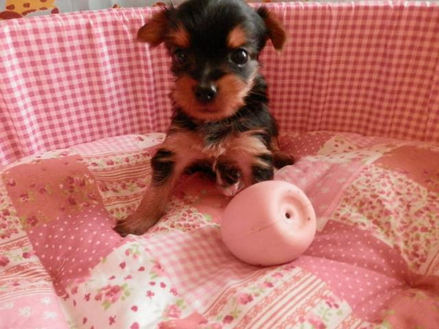 ヨークシャーテリア