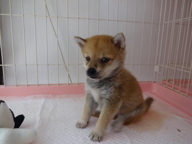 柴犬
