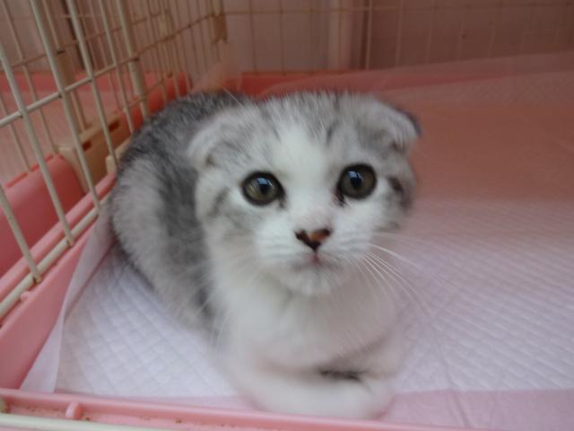 スコティッシュフォールド