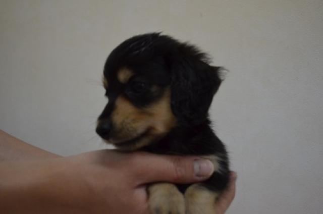 ミニチュアダックスフンド