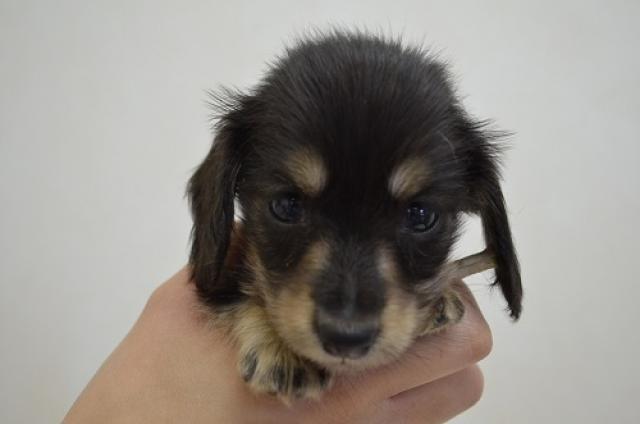 ミニチュアダックスフンド