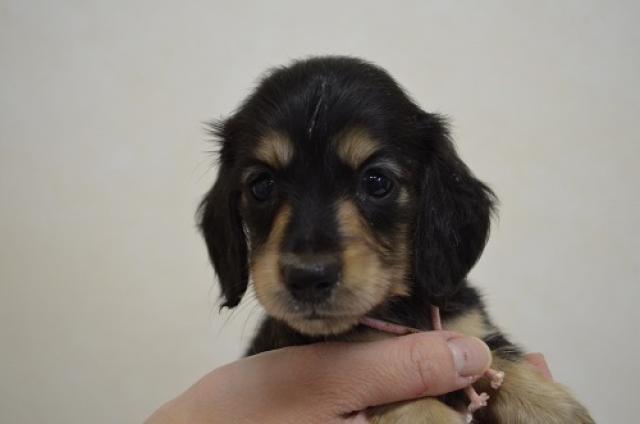 ミニチュアダックスフンド