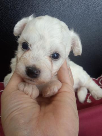 ビションフリーゼ