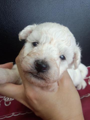 ビションフリーゼ