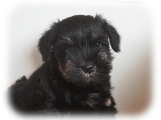 ミニチュアシュナウザー