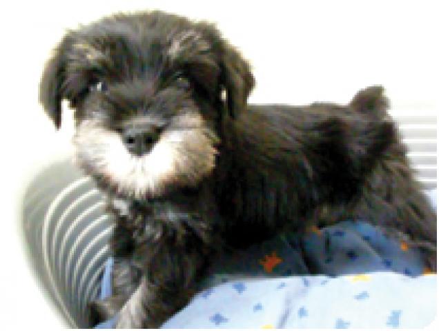 ミニチュアシュナウザー