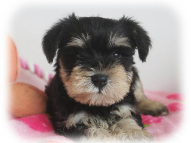 ミニチュアシュナウザー