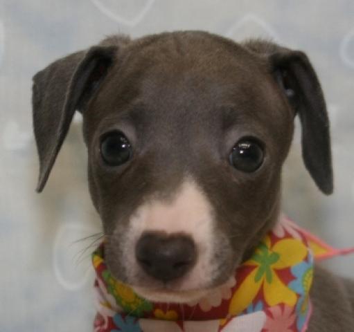 イタリアングレーハウンド