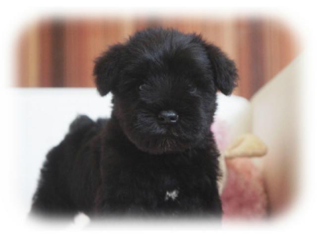 ミニチュアシュナウザー