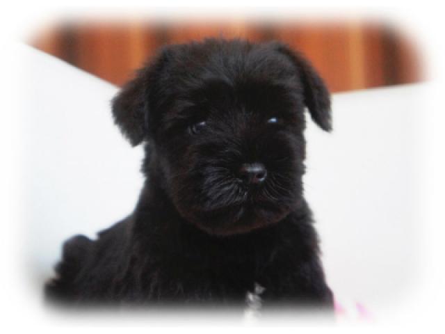 ミニチュアシュナウザー