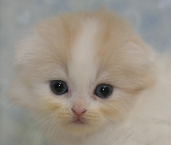 スコティッシュフォールド