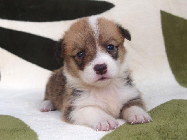 ウェルシュコーギーペンブローク