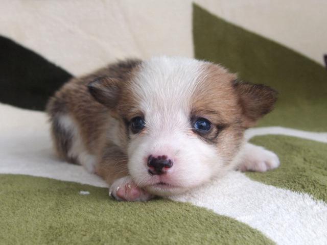 ウェルシュコーギーペンブローク