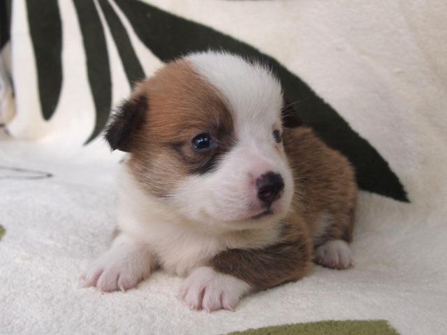 ウェルシュコーギーペンブローク