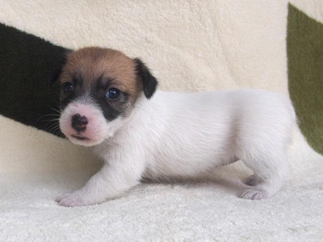 ジャックラッセルテリア