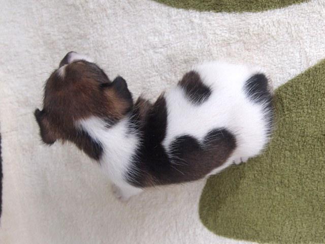 ジャックラッセルテリア