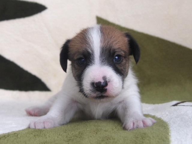 ジャックラッセルテリア