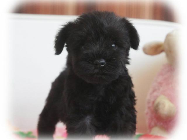 ミニチュアシュナウザー