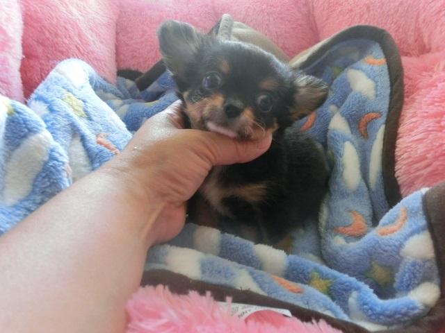 チワワ(ロングコート)