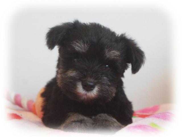 ミニチュアシュナウザー