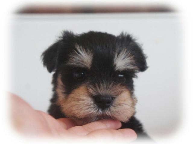 ミニチュアシュナウザー