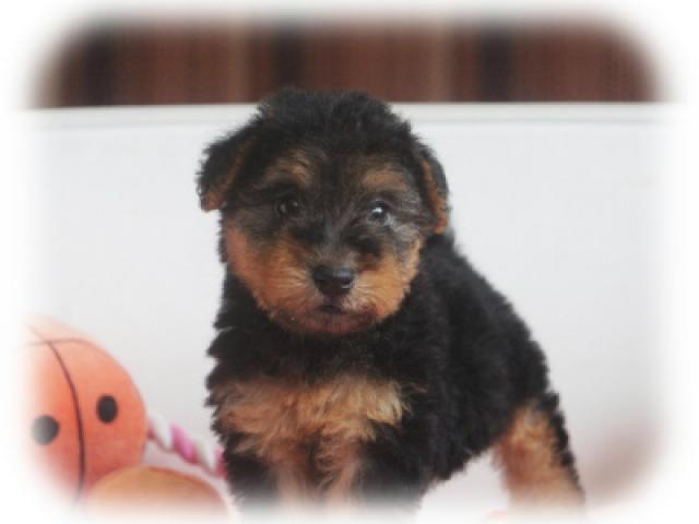 ウェルシュテリア