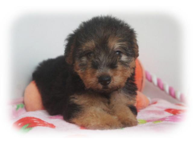 ウェルシュテリア